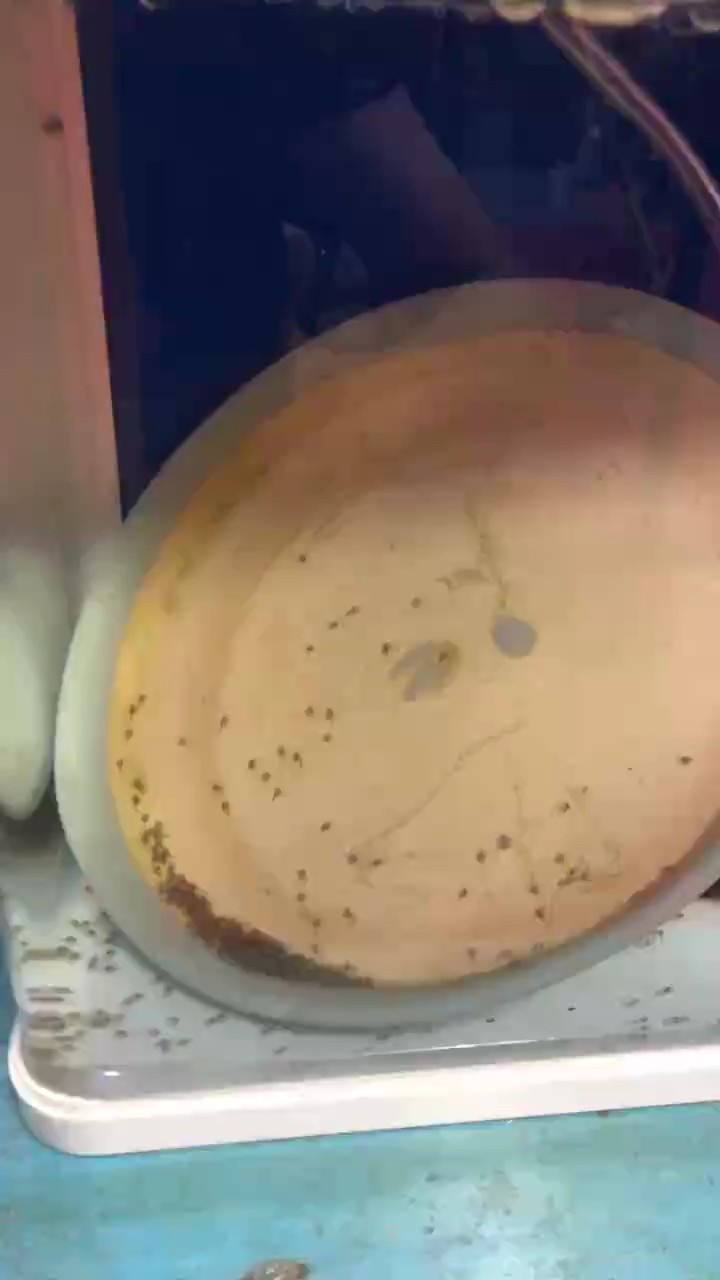 天網美鯛火口第三天小尾巴都長開了，都從盤子上下來了
