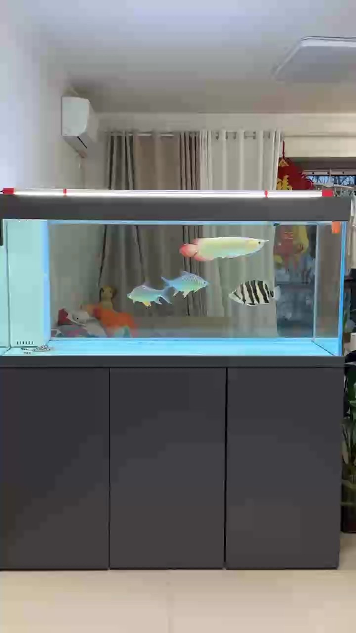 這一缸算是養到心上了