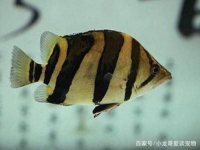 虎魚吃泥鰍的好處有哪些視頻：虎魚吃泥鰍的好處