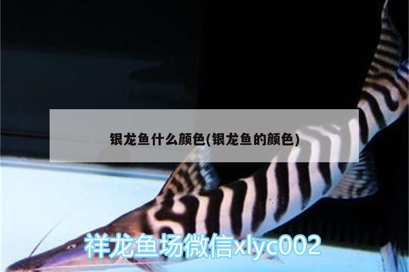 銀龍魚什么顏色(銀龍魚的顏色)