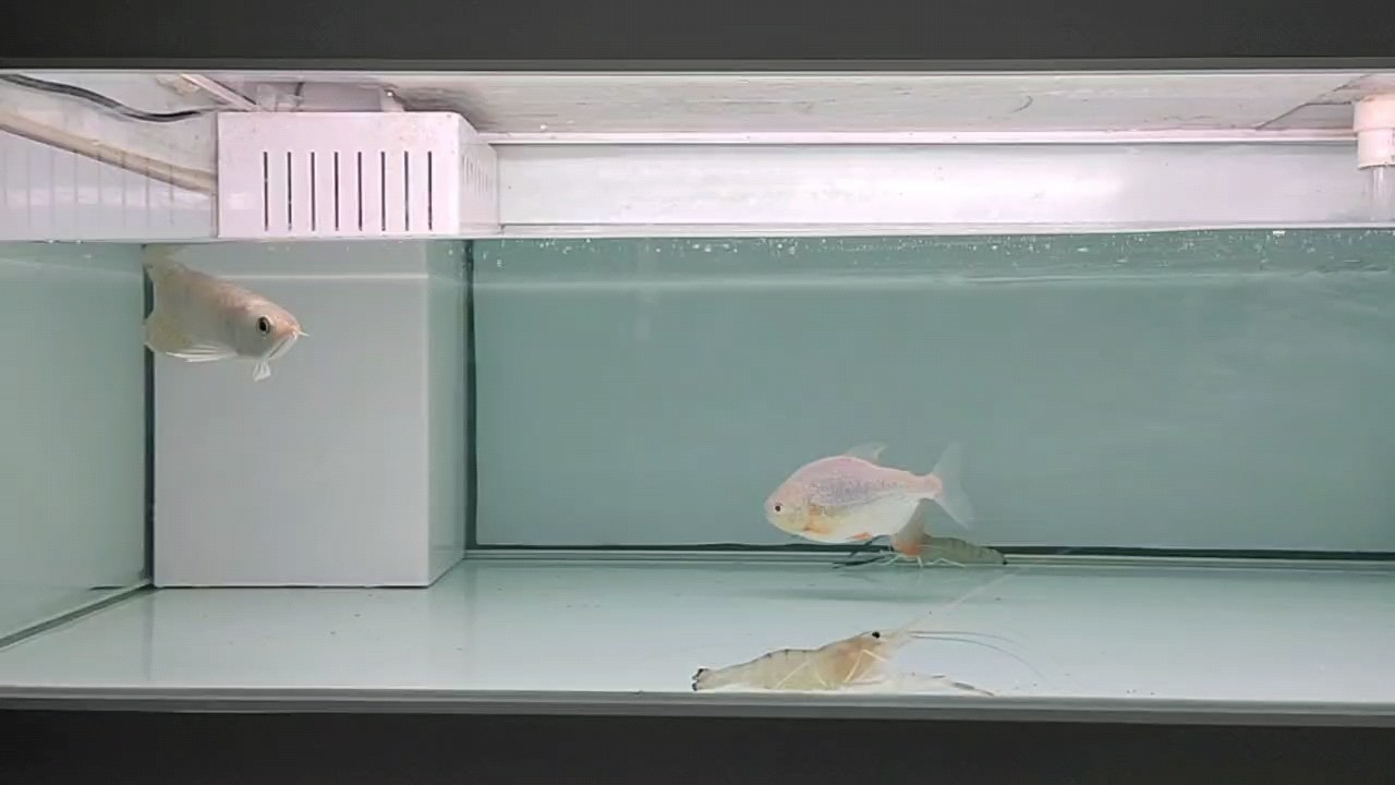 入手一條16公分小金龍