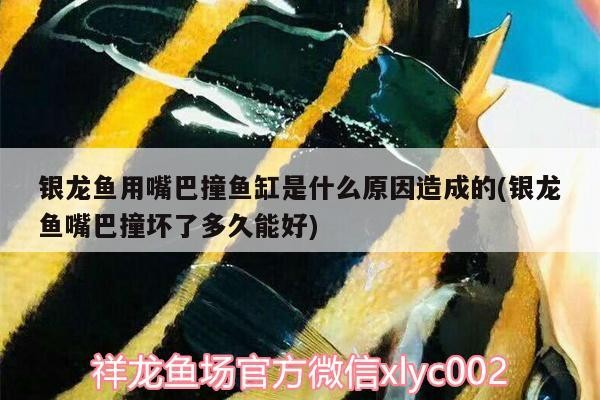 銀龍魚用嘴巴撞魚缸是什么原因造成的(銀龍魚嘴巴撞壞了多久能好)