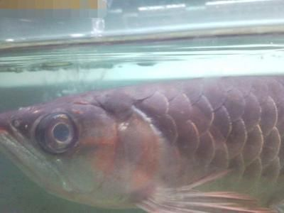 龍魚醫生vs祥龍魚場：龍魚醫生和祥龍魚場