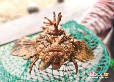 虎魚很兇嗎：關于虎魚的毒性，有兩種不同的說法，捕撈時要小心