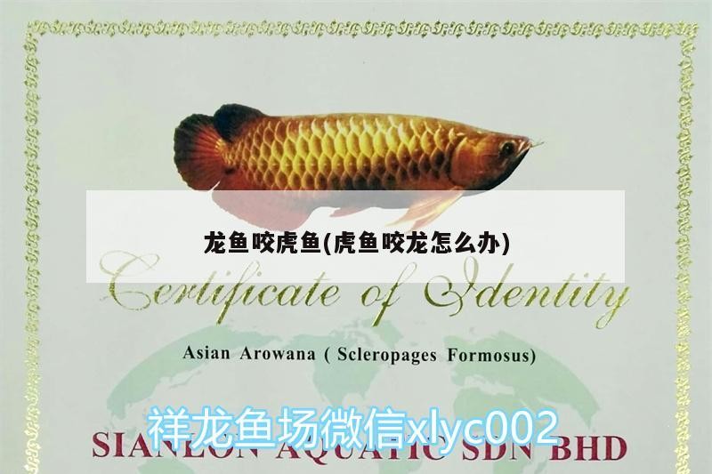 龍魚(yú)咬虎魚(yú)(虎魚(yú)咬龍?jiān)趺崔k)