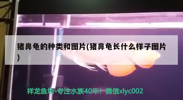 豬鼻龜的種類和圖片(豬鼻龜長什么樣子圖片)