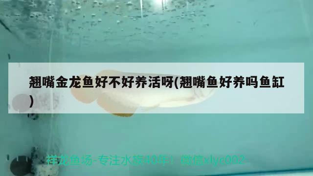 金龍魚養多少錢一條過背金龍魚圖片和播放金龍魚圖片視頻，關于金龍魚的問題