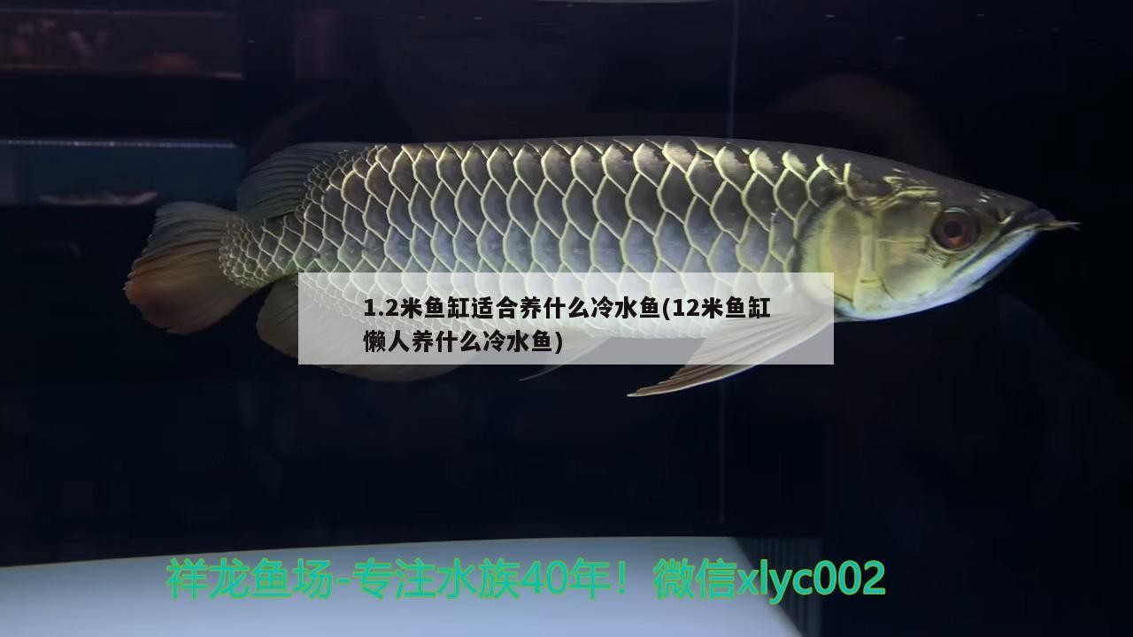 1.2米魚缸適合養什么冷水魚(12米魚缸懶人養什么冷水魚)