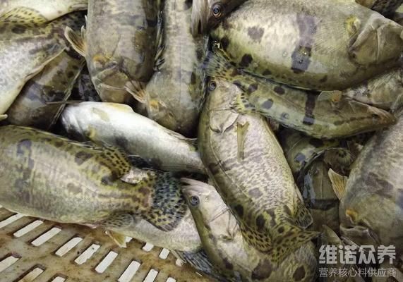 魟魚飼料選擇與營養(yǎng)搭配：魟魚飼料自制方法，[需手動填充]魚營養(yǎng)需求詳解
