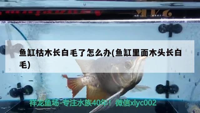 魚缸枯木長白毛了怎么辦(魚缸里面木頭長白毛)