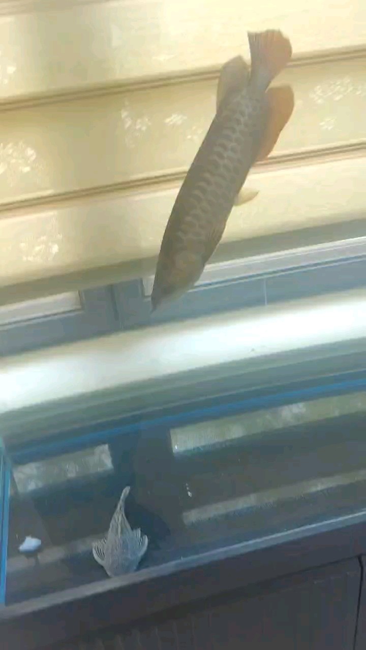 第三天開始喂食