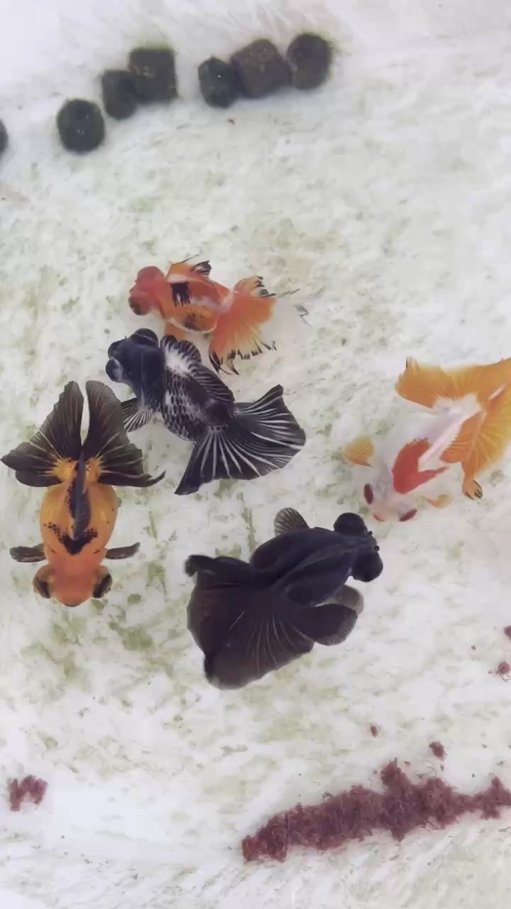 天水蝶尾