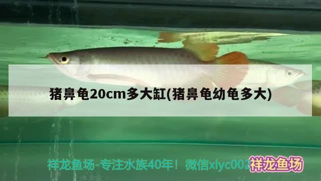 豬鼻龜20cm多大缸(豬鼻龜幼龜多大)