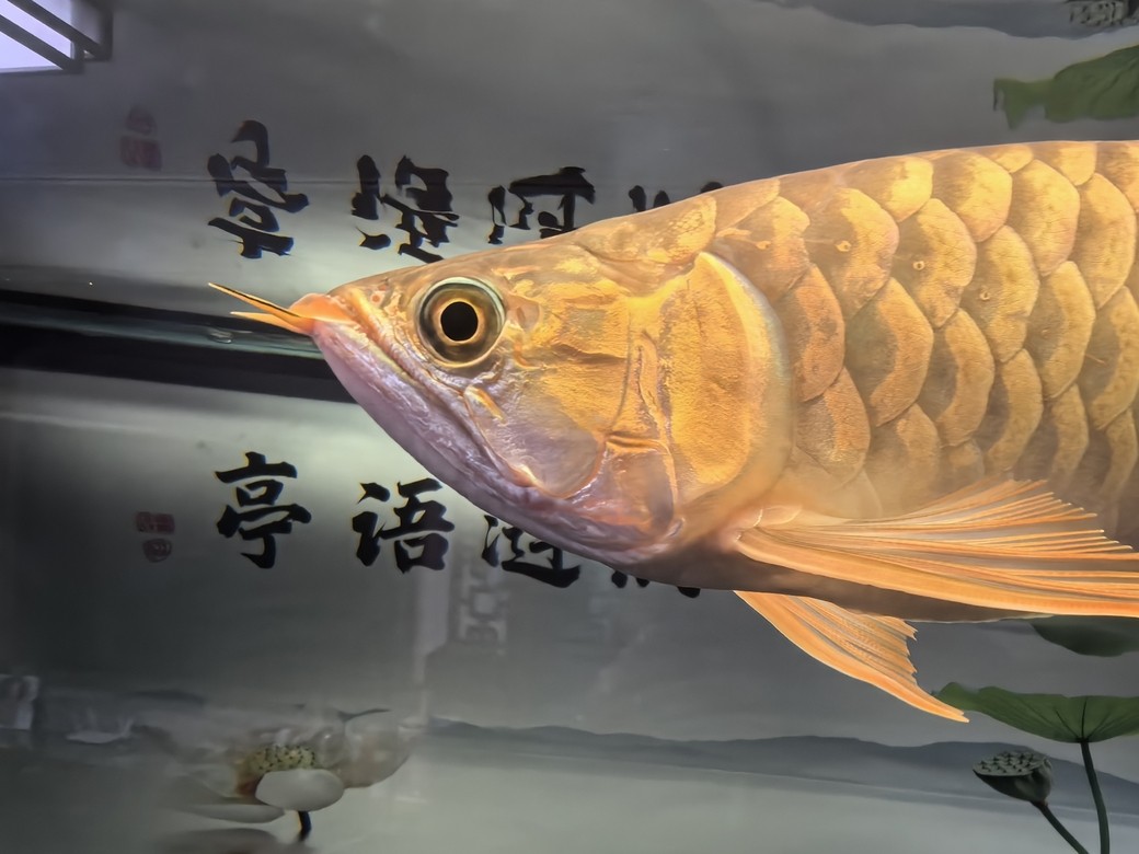 再請一條，留個(gè)檔