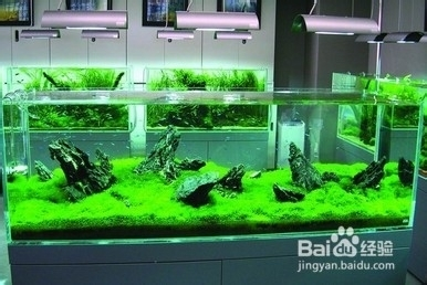 魚缸怎么樣養(yǎng)魚（魚缸怎么樣養(yǎng)魚好）