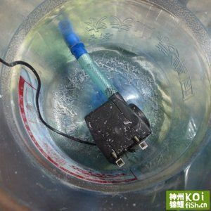 純凈水桶做魚缸過濾桶：如何用純凈水桶自制魚缸過濾桶？