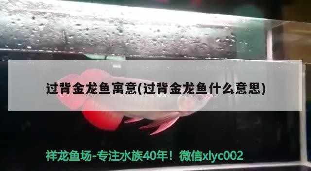過背金龍魚寓意(過背金龍魚什么意思)
