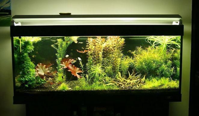 龍魚尾巴上長疙瘩vs祥龍魚場：龍魚尾巴上長疙瘩可能由多種原因引起