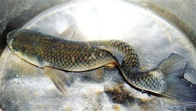 龍魚尾巴上長疙瘩vs祥龍魚場：龍魚尾巴上長疙瘩可能由多種原因引起