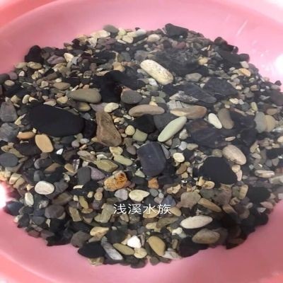 慈鯛魚缸底砂魚屎怎么處理：如何處理慈鯛魚缸底砂中的魚屎