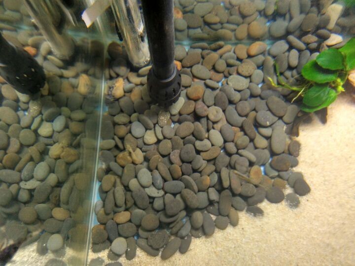 慈鯛魚缸底砂魚屎怎么處理：如何處理慈鯛魚缸底砂中的魚屎
