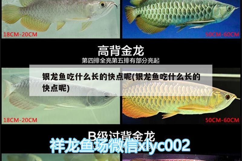銀龍魚吃什么長的快點呢(銀龍魚吃什么長的快點呢)