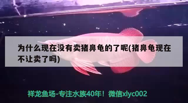 為什么現在沒有賣豬鼻龜的了呢(豬鼻龜現在不讓賣了嗎) 為什么現在沒有賣豬鼻龜的了呢(豬鼻龜現在不讓賣了嗎) 豬鼻龜百科