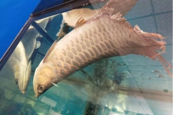 龍魚一大一小打架怎么解決vs祥龍魚場：龍魚一大一小打架怎么解決