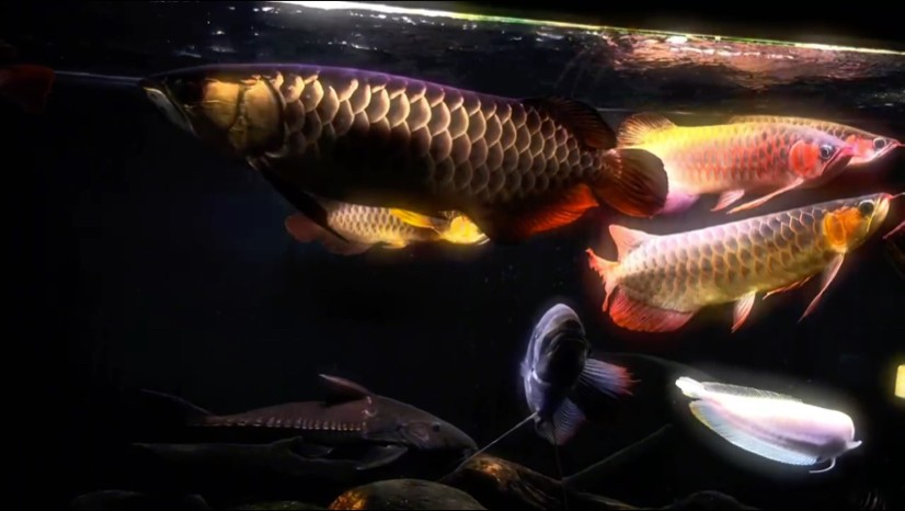 龍魚混養