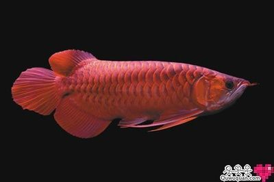 紅龍魚去哪里買好一點：如何挑選紅龍魚