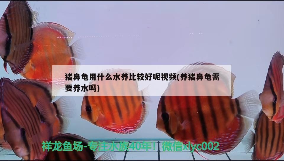 紅龍魚用黃燈烤有用嗎 豬鼻龜用什么水養比較好呢視頻(養豬鼻龜需要養水嗎) 豬鼻龜百科 豬鼻龜用什么水養比較好呢視頻(養豬鼻龜需要養水嗎) 豬鼻龜用什么水養比較好呢視頻(養豬鼻龜需要養水嗎) 豬鼻龜百科