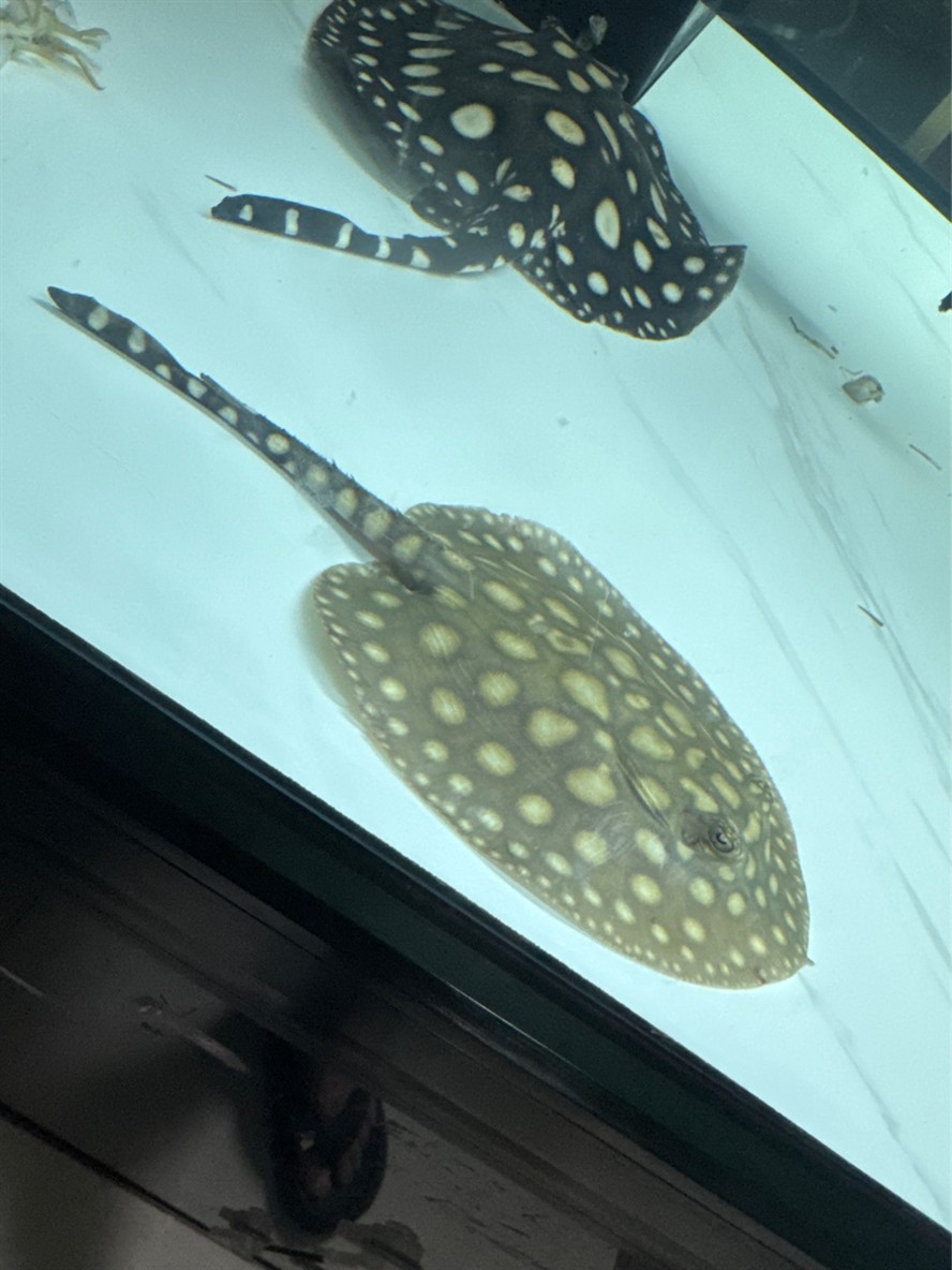 各位大神幫忙看看這個是什么魟魚，是皇冠還是黑金