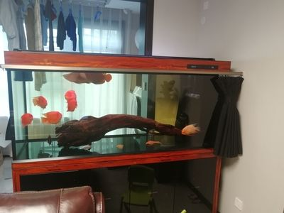 虎魚飼養(yǎng)密度的科學(xué)計(jì)算虎魚飼養(yǎng)密度的科學(xué)計(jì)算虎魚飼養(yǎng)密度：虎魚的飼養(yǎng)技巧