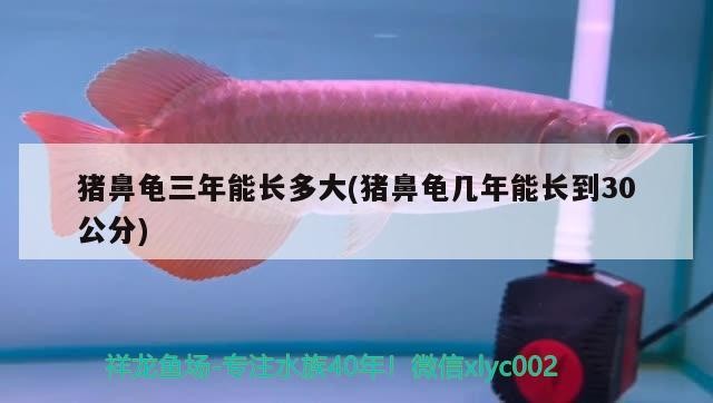 豬鼻龜三年能長多大(豬鼻龜幾年能長到30公分)