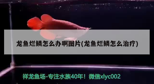 紅龍魚(yú)爛鱗片怎么治好：如何正確使用甲硝唑治療爛鱗