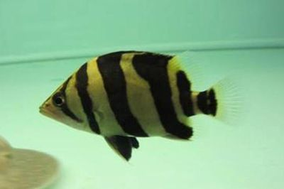 虎魚突然變黑：虎魚突然變黑可能由多種原因引起