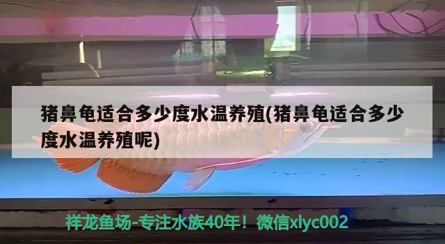 豬鼻龜適合多少度水溫養殖(豬鼻龜適合多少度水溫養殖呢)