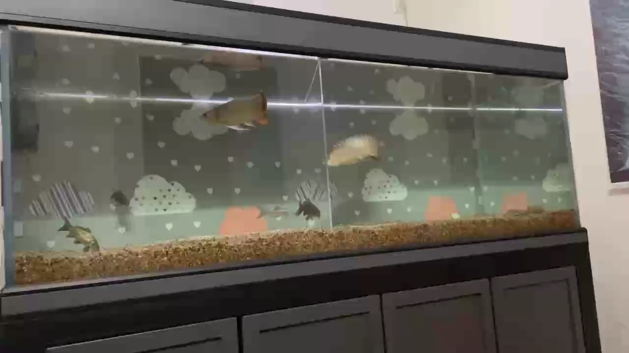 一紅一金