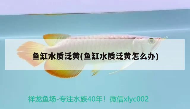 魚缸水質(zhì)泛黃(魚缸水質(zhì)泛黃怎么辦)