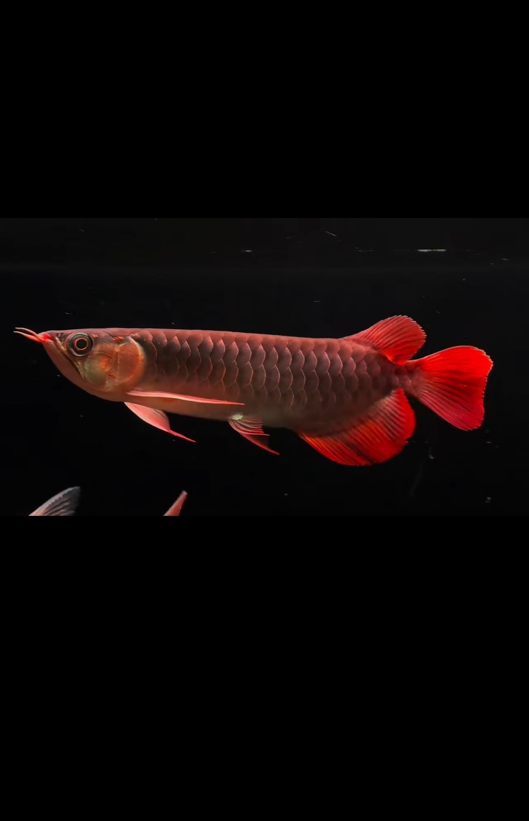 記一條龍魚的死亡