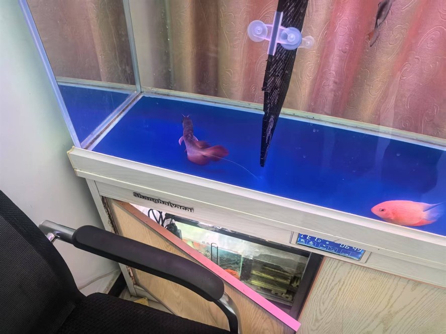 記一條龍魚的死亡