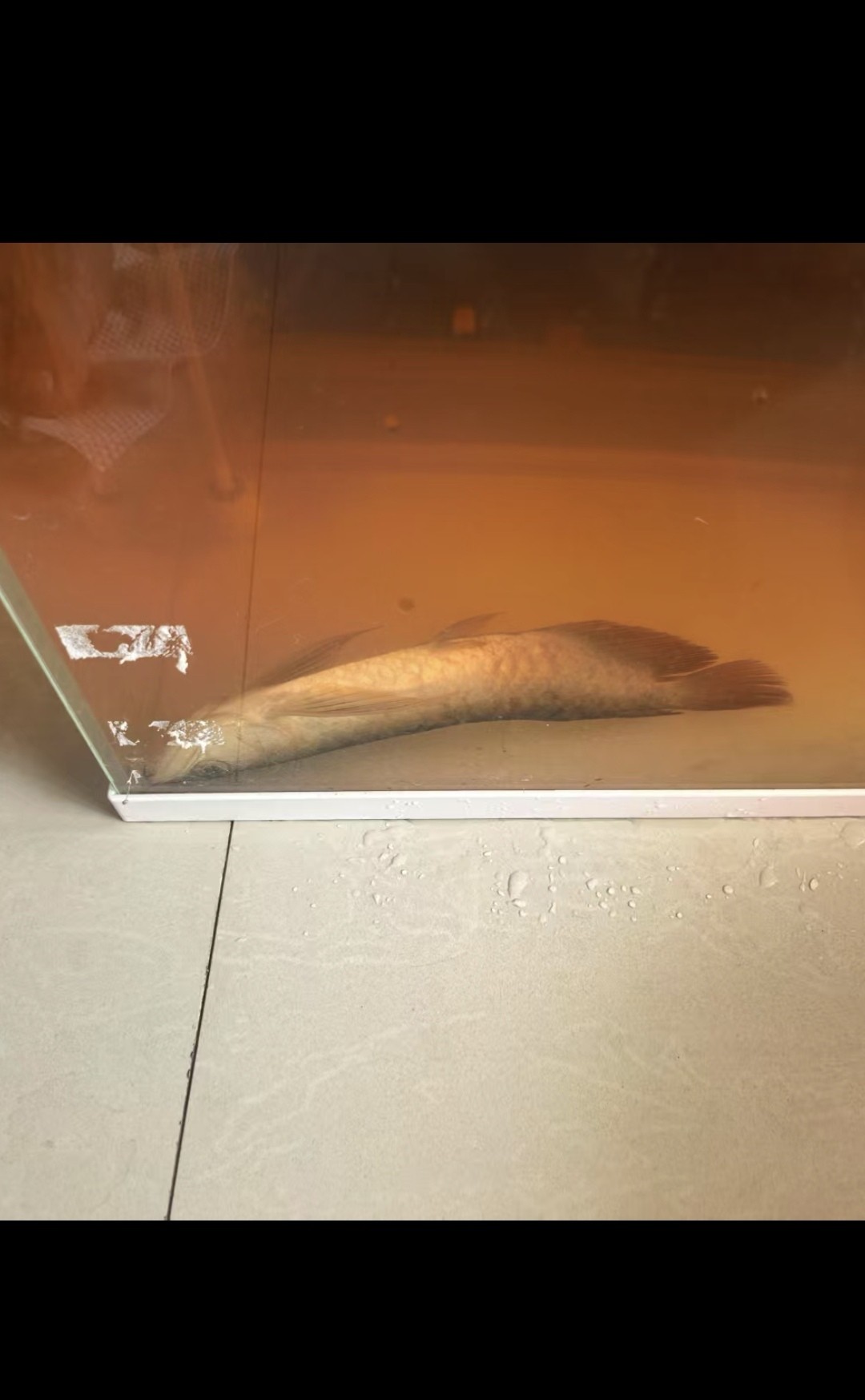 記一條龍魚的死亡