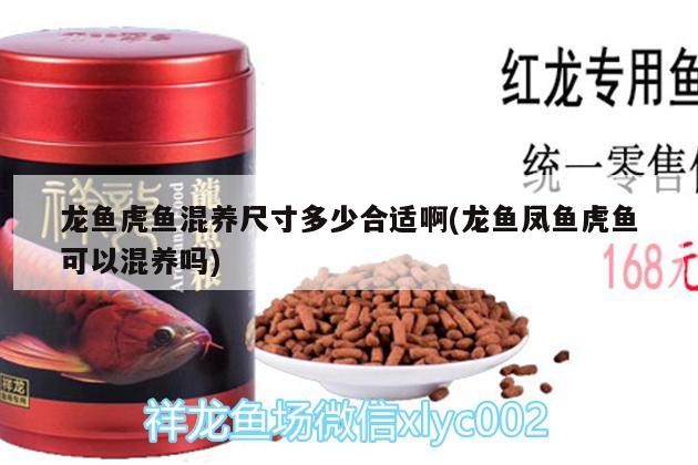 龍魚虎魚混養尺寸多少合適啊(龍魚鳳魚虎魚可以混養嗎) 龍魚虎魚混養尺寸多少合適啊(龍魚鳳魚虎魚可以混養嗎) 虎魚百科