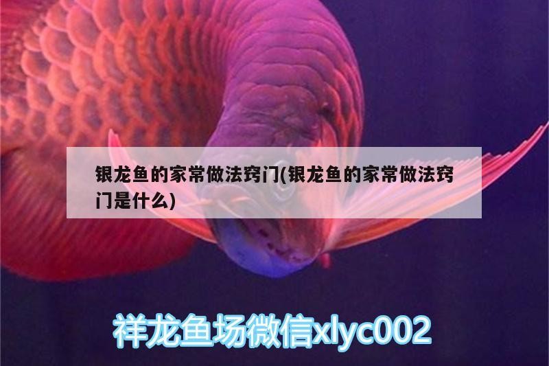 銀龍魚的家常做法竅門(銀龍魚的家常做法竅門是什么)