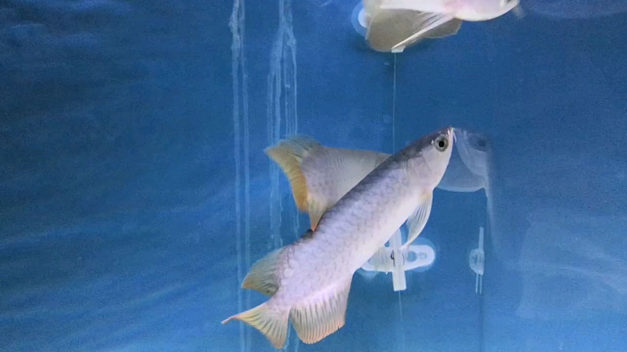 求行家鑒定！
