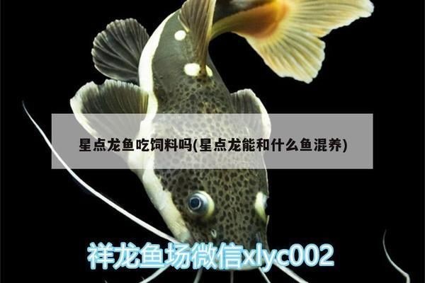 星點金龍魚最佳飼料選擇：星點金龍魚飼料品牌對比