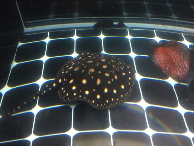 魟魚突然呼吸急促怎么回事：魟魚呼吸急促怎么回事