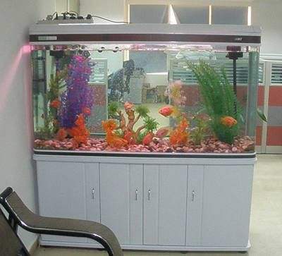 大型魚缸魚：大型魚缸的水質維護技巧大型魚缸水質維護技巧