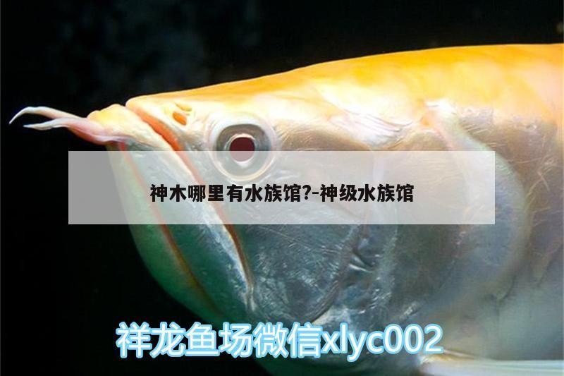 神木哪里有水族館?:神級水族館