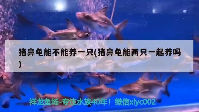 豬鼻龜能不能養(yǎng)一只(豬鼻龜能兩只一起養(yǎng)嗎)